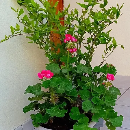 Le Balcon Apartment Selestat